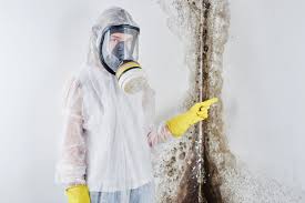 Romancoke, MD Mold Removal Company